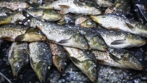 Bangladeshda hilsa ovlashga uch haftalik taqiq joriy qilindi