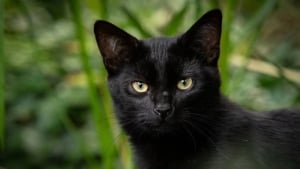 На террасе временный приют для чёрных кошек запрещён