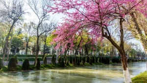 O‘zbekistonda Toza havo loyihasi boshlanmoqda