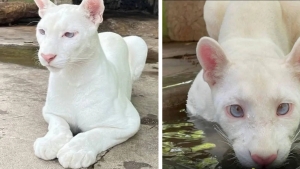 Nikaraguadagi hayvonot bog‘ida noyob albinos puma dunyoga keldi
