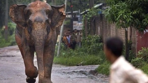 Hindistonda quturgan fil hujumidan 17 kishi halok bo‘ldi