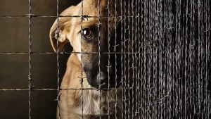 Punishment for cruelty to animals has been increased