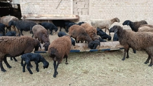 O'zbekistonda QQSning nol stavkasi qo'llaniladigan agrar mahsulotlar ro'yxati kengaytirildi