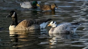 O'rdak oshqozonidan topilgan oltin zarrachalari hayratga soldi