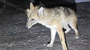 Toshkentda shoqol ushlanib, hayvonot bog‘iga topshiriladi