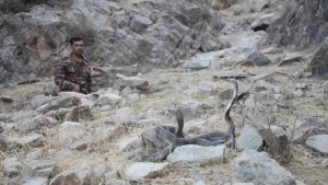 The Central Asian cobras have been returned to nature