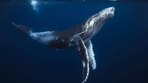 В Арктике найдены тысячелетние кости китов