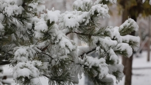 Tog‘ hududlarida qor ko‘chishi xavfi e’lon qilindi