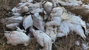 Новые меры против распространения птичьего гриппа во Франции