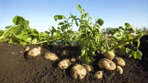 The Egyptian potato experience is being implemented in Uzbekistan