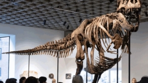 Ulkan tiranozavr skeleti kimoshdi savdosida rekord narxga sotildi