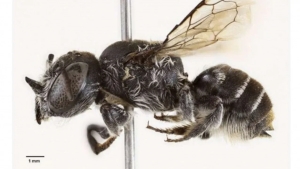 Avstraliyada shoxli yangi asalari turi topildi