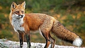A fox attacked two children in Mangistau