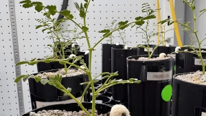 Scientists have learned to grow chickpeas in Moon soil