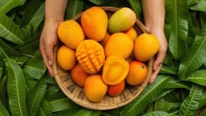 Benefits of mango fruit and its effects on the body