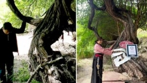 Tibetda 416 yillik uzum novdasi topildi