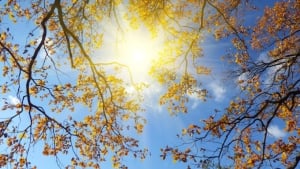 13-noyabr: O‘zbekistonda iliq va quyoshli ob-havo