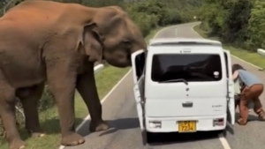 Elephant attacked Russian tourists' car
