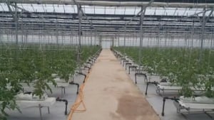 A new program has been adopted to increase greenhouse exports