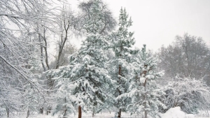 January 8: Calm weather expected across Uzbekistan