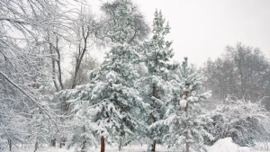 January 8: Calm weather expected across Uzbekistan