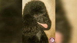 В России признана самая старая пудель Фаня