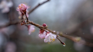 O‘zbekistonda 22-fevralda iliq va quyoshli kun kutilmoqda