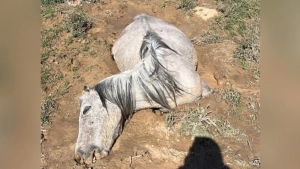 В Казахстане из-за проливных дождей погибло большое количество скота