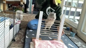 Guinea Pig Kora Set a Record in Jumping