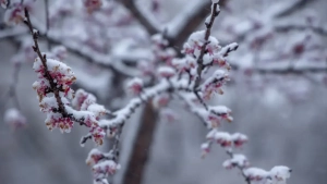 A cold anticyclone is entering Uzbekistan