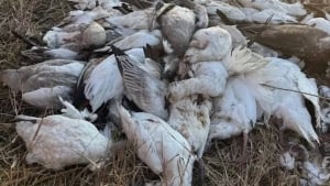 Fransiyada parranda grippi tarqalishiga qarshi yangi chora