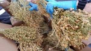 Rossiyada tojik ayol giyohvandlikda 8 yilga qamaldi