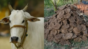 The energy crisis increased the demand for cow dung in India
