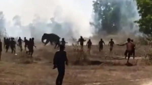 Wild elephant kills 22 people in India