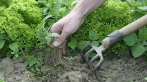 Tomorqadan samarasiz foydalanganlarga ko‘riladigan choralar ishlab chiqildi