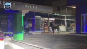 Toshkentda huquqni muhofaza qiluvchi buqani o‘ldirdi