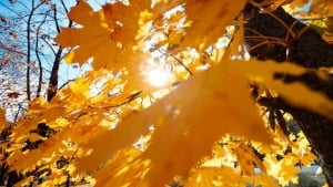 14-noyabr: O‘zbekistonda iliq va quyoshli ob-havo