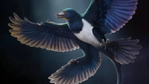Xitoyning Lyaonin viloyatida topilgan skelet Norellraptor barsboldi dinozavriga tegishli ekani aniqlandi