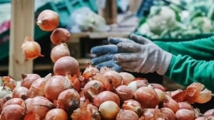 Сурхандарьинская область стала лидером в выращивании овощей
