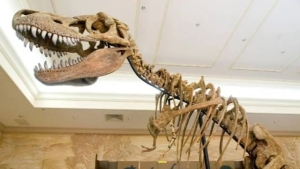 Milliarderlar dinozavr skeletlarini noyob investitsiya sifatida sotib olmoqda