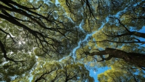 Free courses on ecology have started in Tashkent