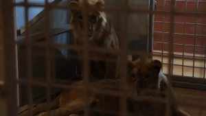 It has been confirmed that four lions have been illegally kept in Tashkent