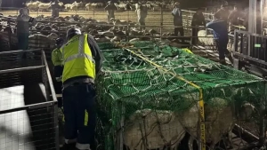 Mo‘g‘ulistondan 100 ming bosh nasldor qo‘y olib kelinadi