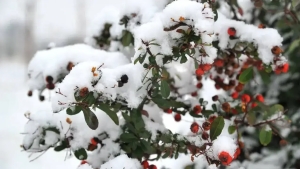 In January, the weather is warm, and at the end, it becomes cold