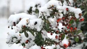 В январе погода теплая, в конце холодная
