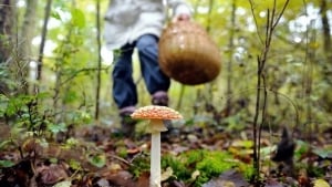 Artificial intelligence recommendation caused man to be poisoned