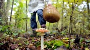 Artificial intelligence recommendation caused man to be poisoned