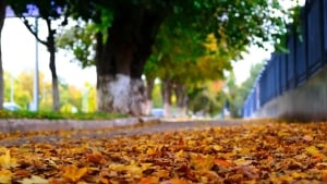 27-oktyabr: O‘zbekistonda havo o‘zgaruvchan, yog‘ingarchilik yo‘q