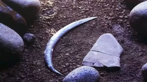 The world's oldest boomerang has been found: the mysterious weapon of Paleolithic humans