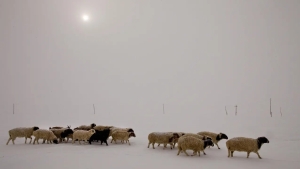 Severe winter in Mongolia killed 26 thousand livestock